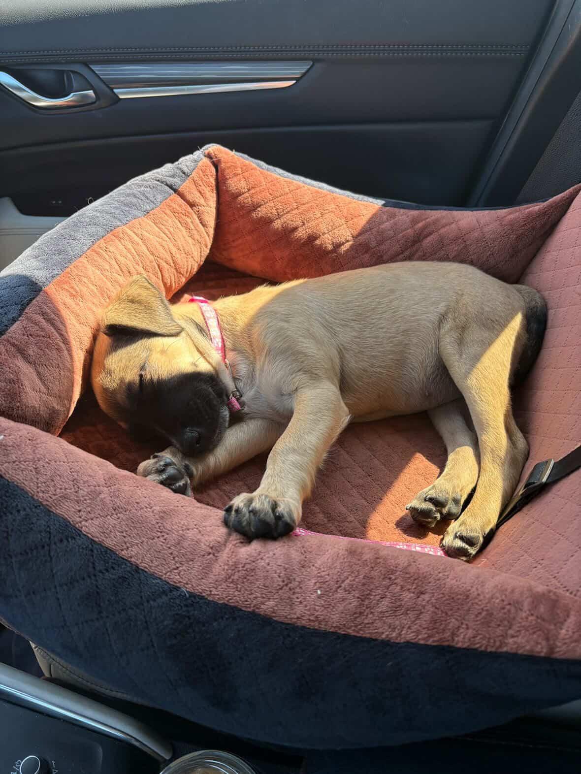 Enlarge Greta, a Adoptable mixed breed in San Diego, CA image 4/5