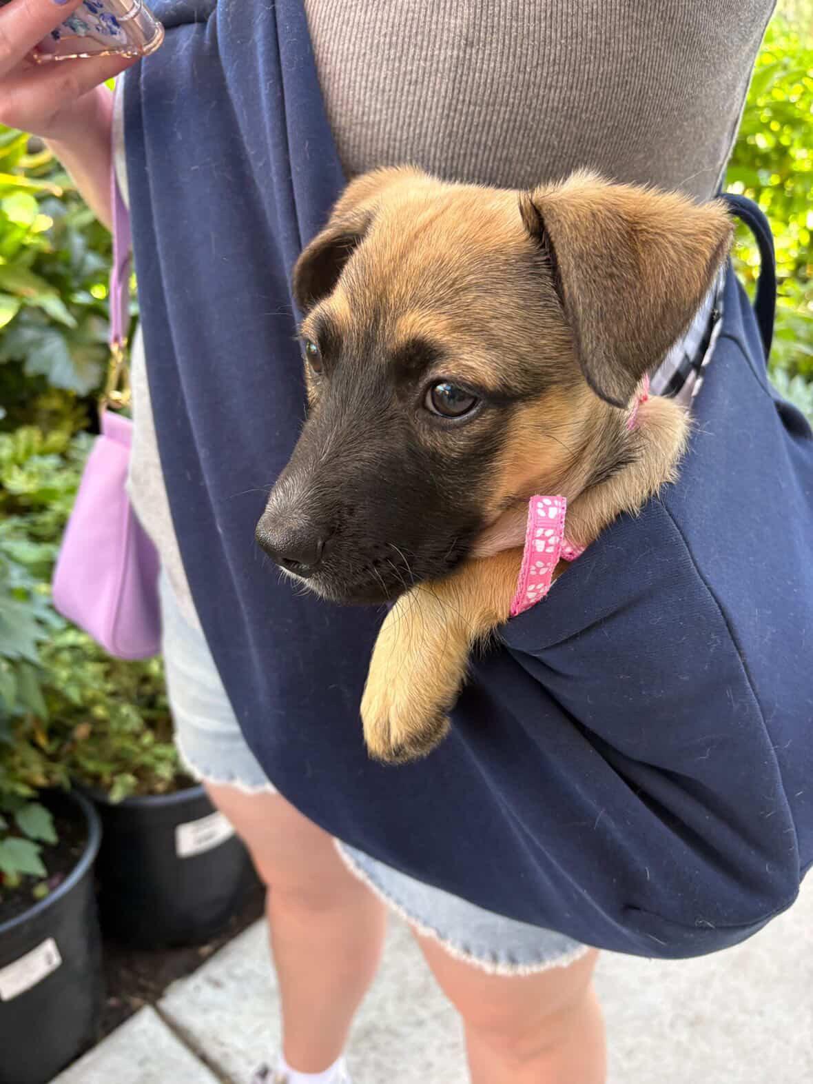 Enlarge Greta, a Adoptable mixed breed in San Diego, CA image 5/5