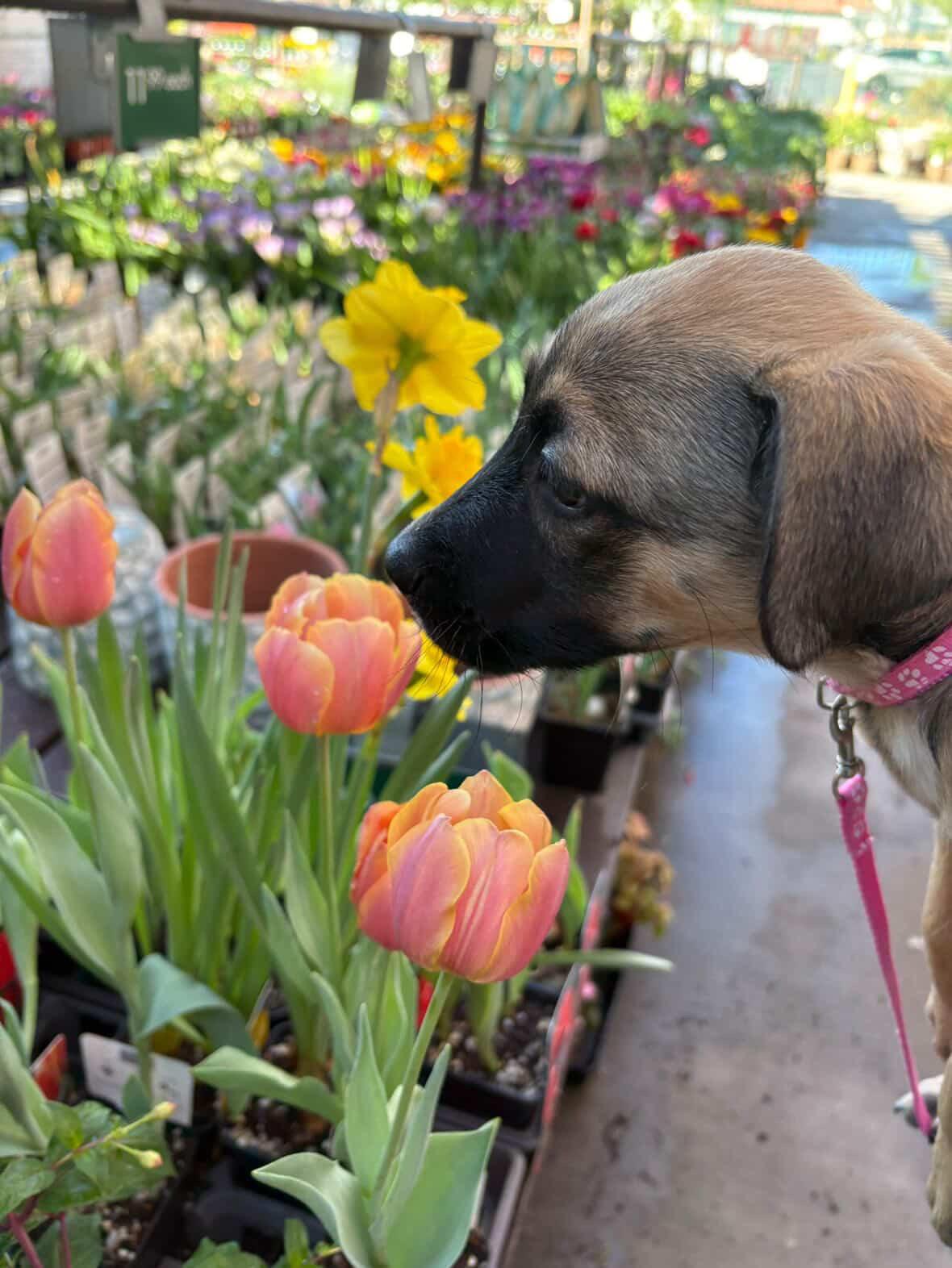 Enlarge Greta, a Adoptable mixed breed in San Diego, CA image 2/5