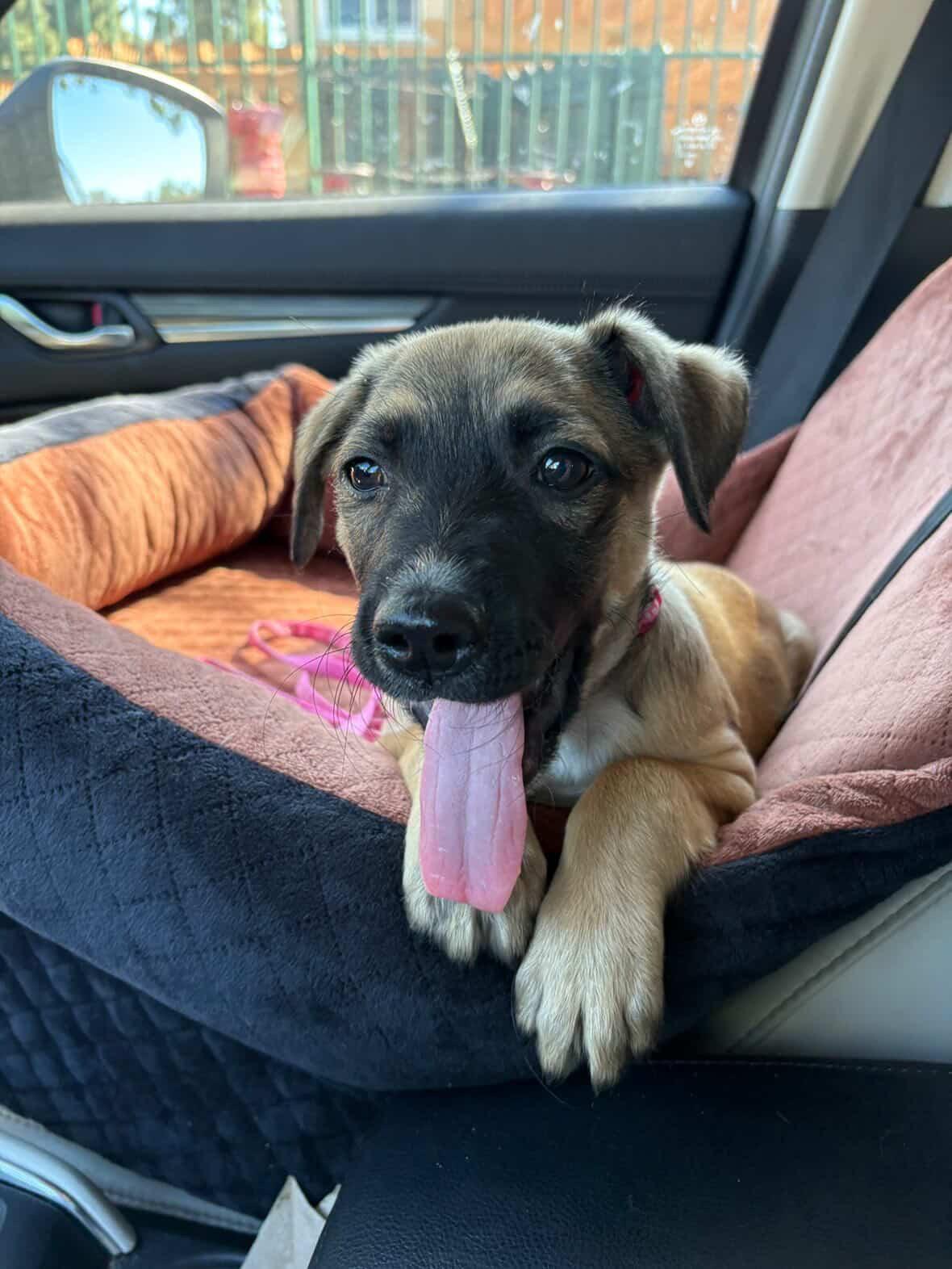 Enlarge Greta, a Adoptable mixed breed in San Diego, CA image 3/5