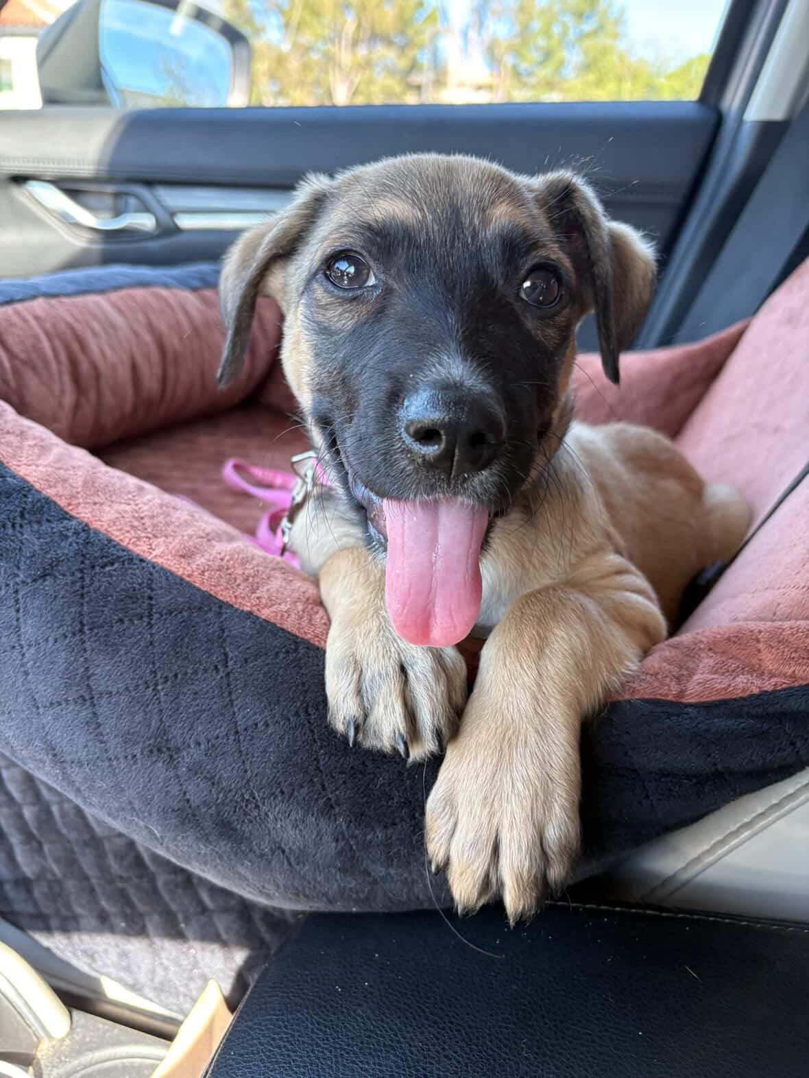 Enlarge Greta, a Adoptable mixed breed in San Diego, CA image 1/5