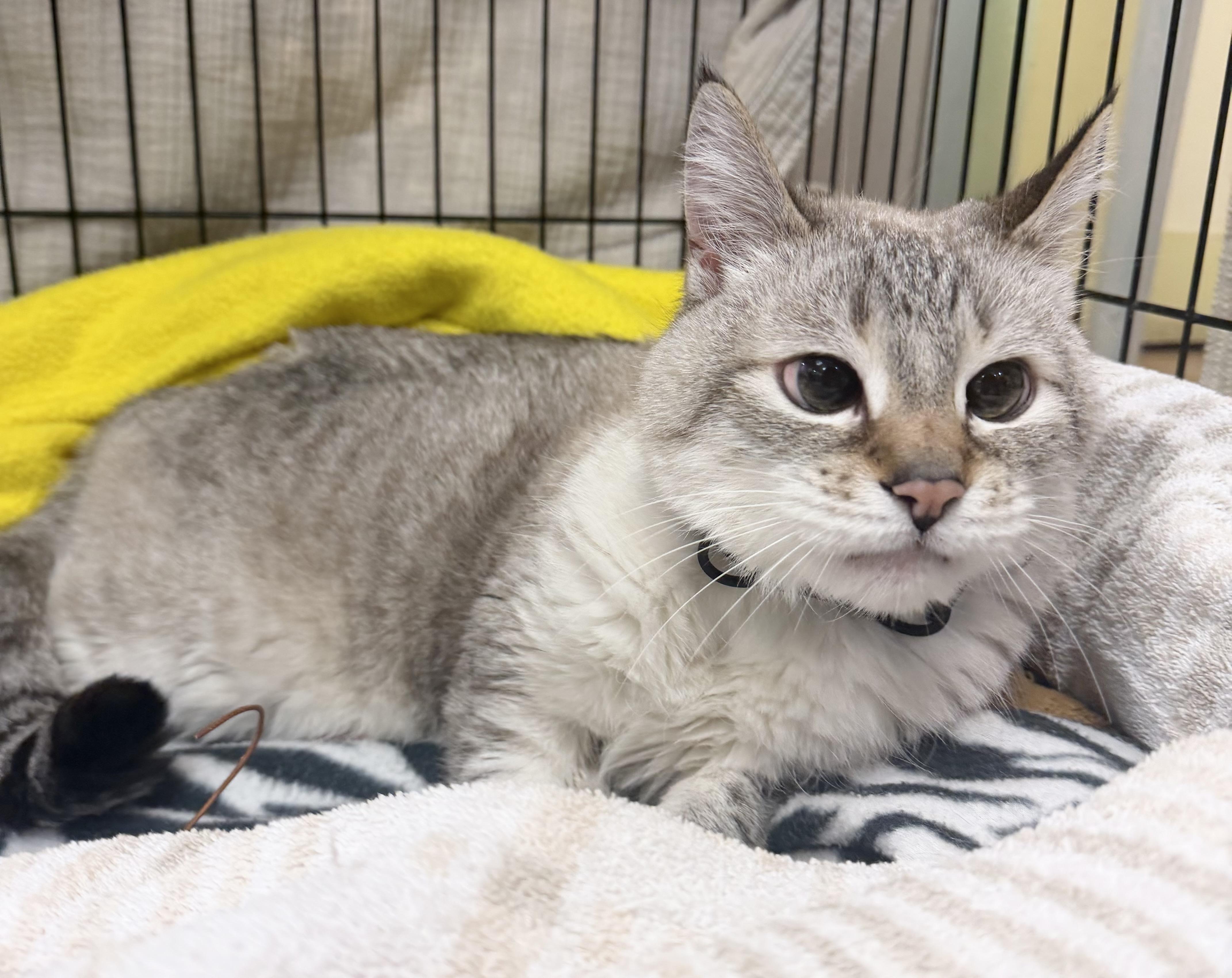 Alexander the Greatest