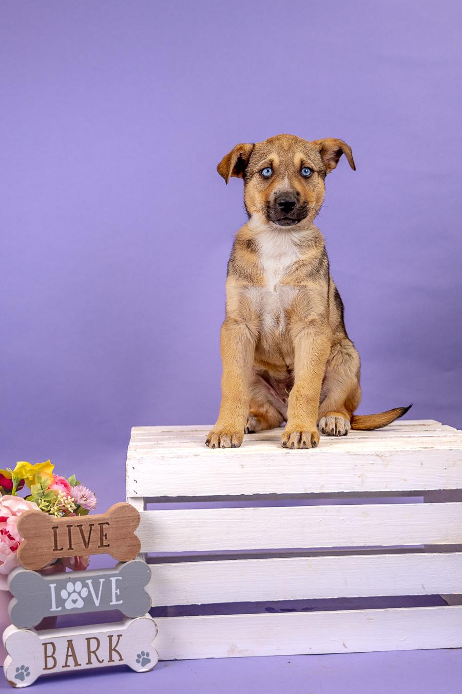 Enlarge 412-26, an adopted mixed breed in Brighton, CO image 1/1