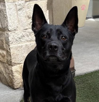 Mr. Worldwide, Adoptable, Adult Male Shepherd & Rottweiler.