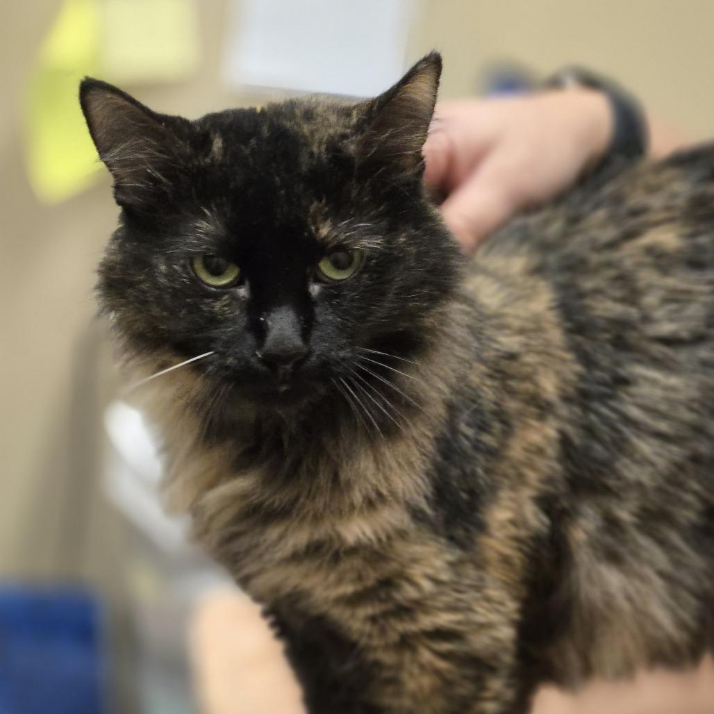 Calley — thumbnail 2