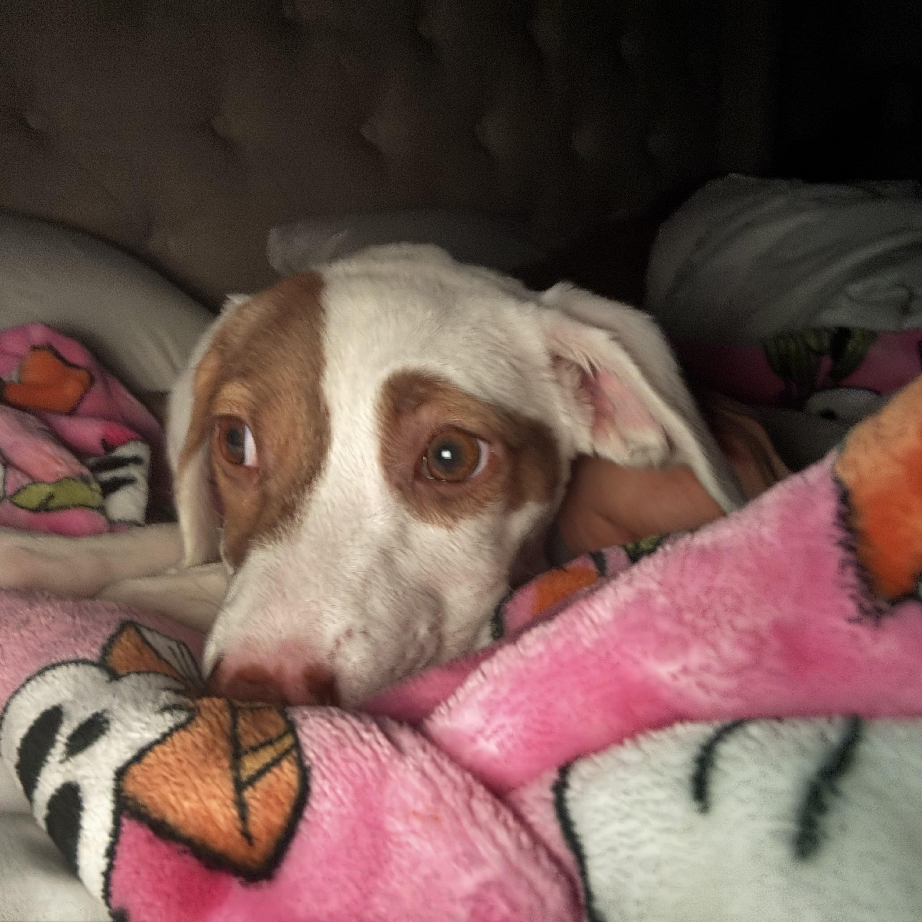 Enlarge Aurora, a Adopted Mixed Breed in Schereville, IN image 5/6