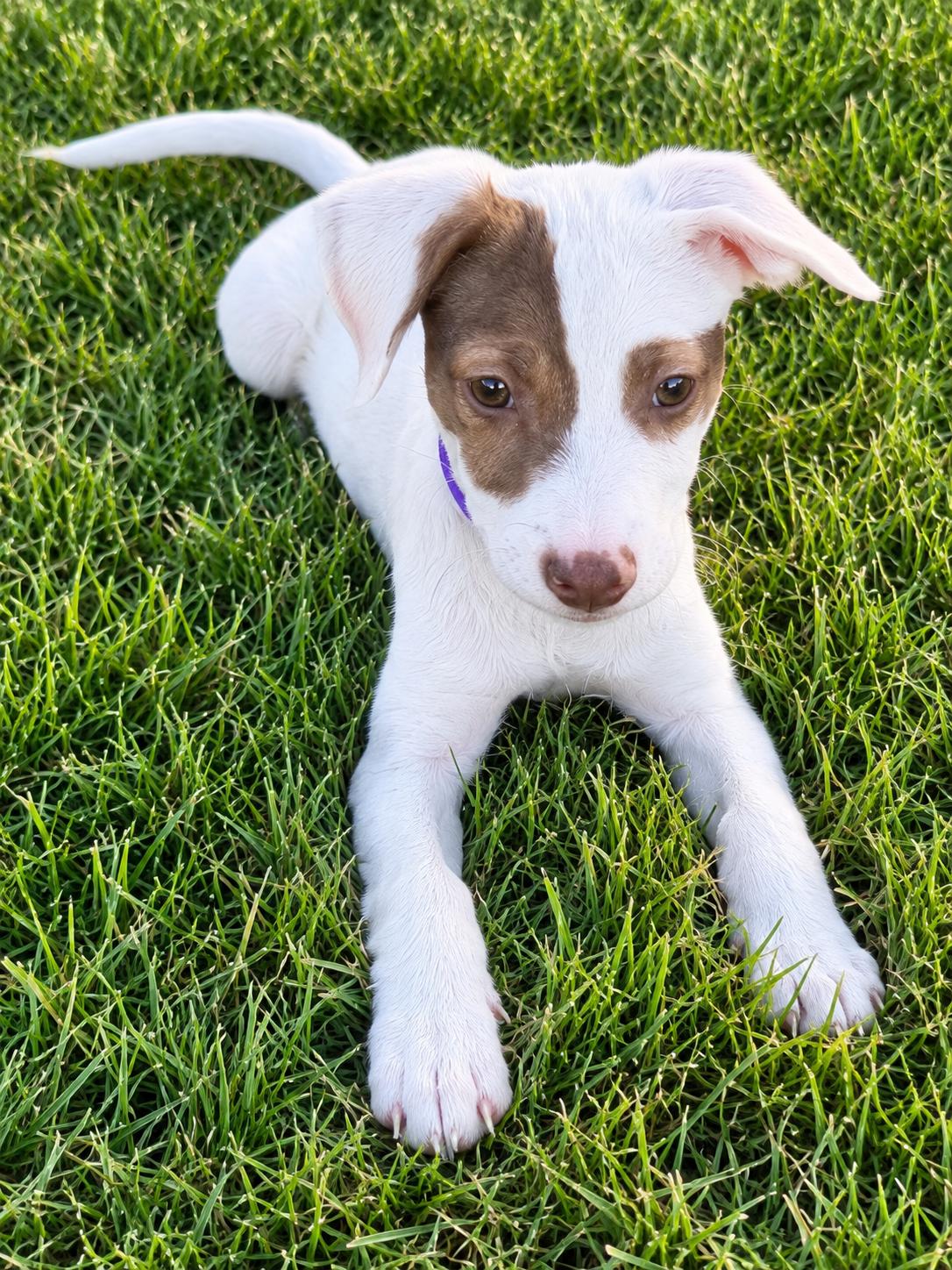 Aurora, Adopted, Puppy Female Mixed Breed.