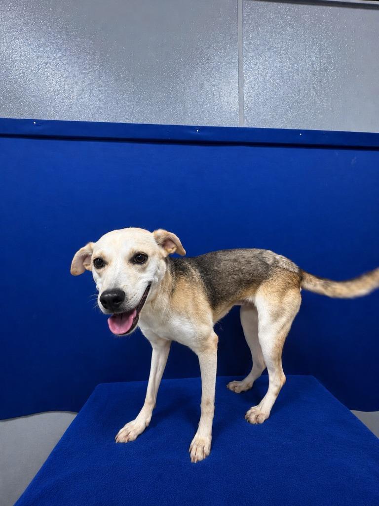 Dimples, Adoptable, Young Female Shepherd & Mixed Breed.