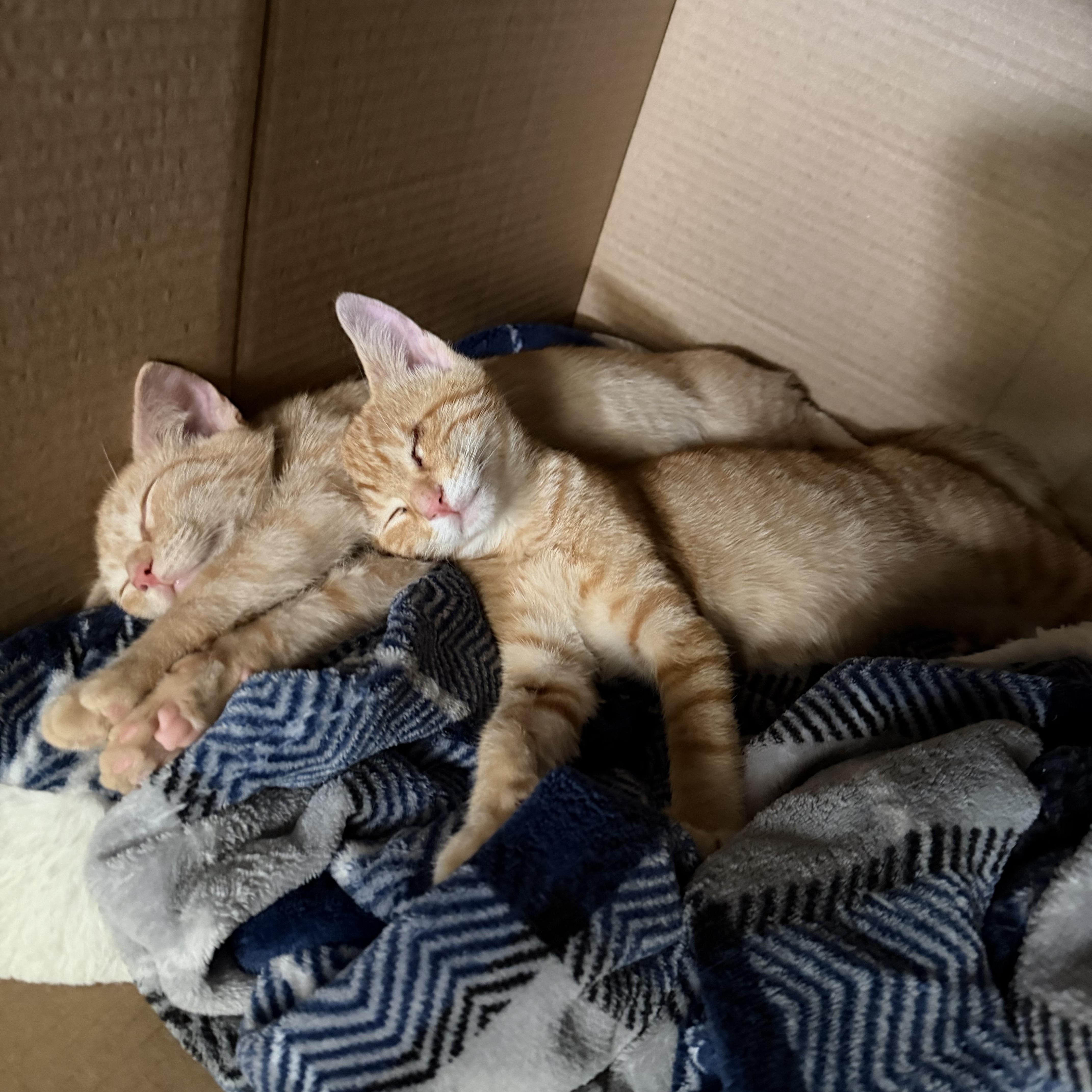 Rocky, a ADOPTABLE Domestic Short Hair in Lumberton, NC image 3/6