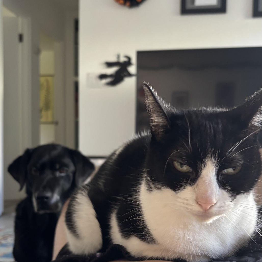 Leah, Adoptable, Senior Female Domestic Short Hair.