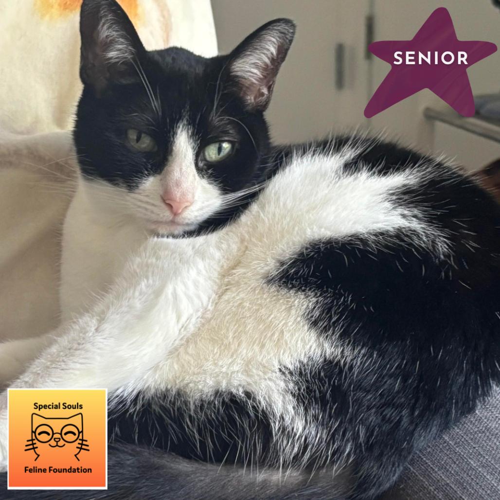 Enlarge Leah, a Adoptable Domestic Short Hair in Los Angeles, CA image 2/6