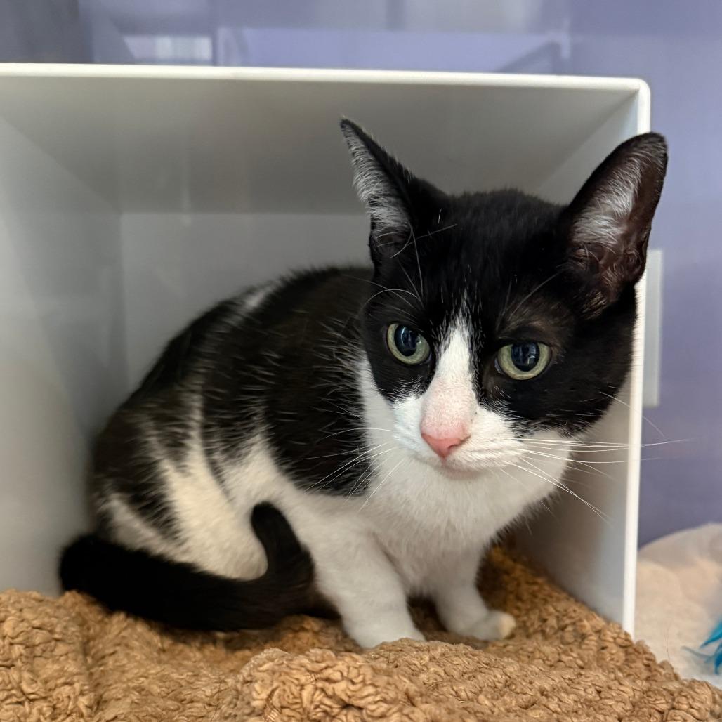 Enlarge Leah, a Adoptable Domestic Short Hair in Los Angeles, CA image 2/6