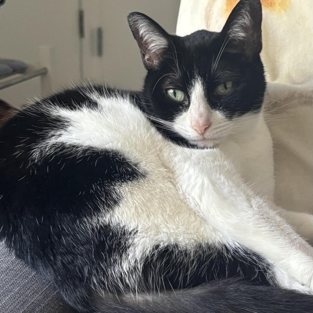 Enlarge Leah, a Adoptable Domestic Short Hair in Los Angeles, CA image 3/6