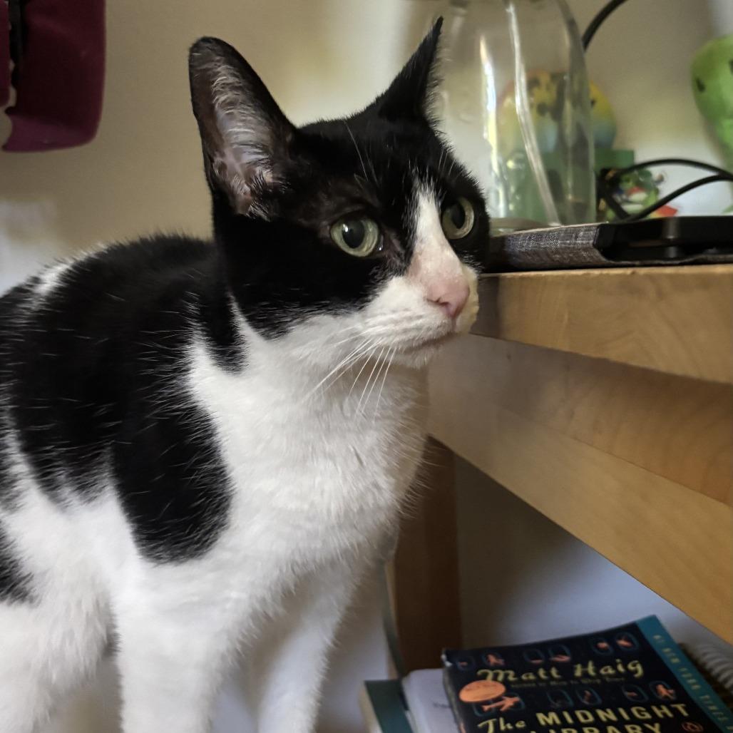 Enlarge Leah, a Adoptable Domestic Short Hair in Los Angeles, CA image 4/6