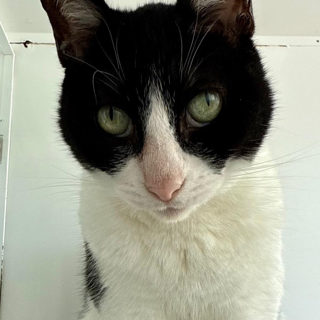 Enlarge Leah, a Adoptable Domestic Short Hair in Los Angeles, CA image 5/6