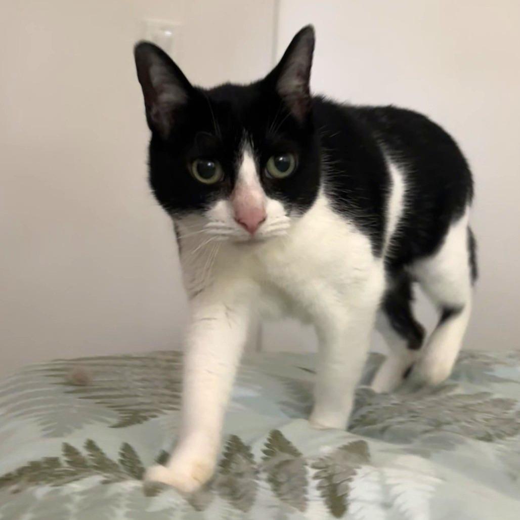 Enlarge Leah, a Adoptable Domestic Short Hair in Los Angeles, CA image 6/6