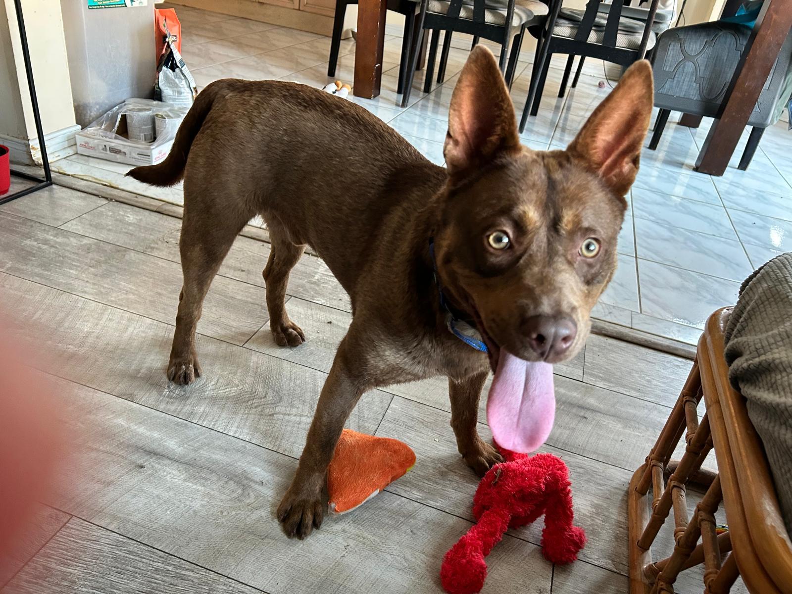 Enlarge Dylan (40 lbs), a ADOPTABLE mixed breed in Mississauga, ON image 3/6