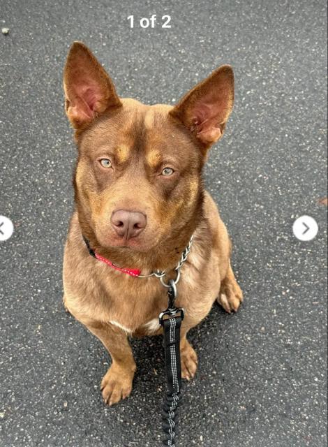 Enlarge Dylan (40 lbs), a ADOPTABLE mixed breed in Mississauga, ON image 2/6
