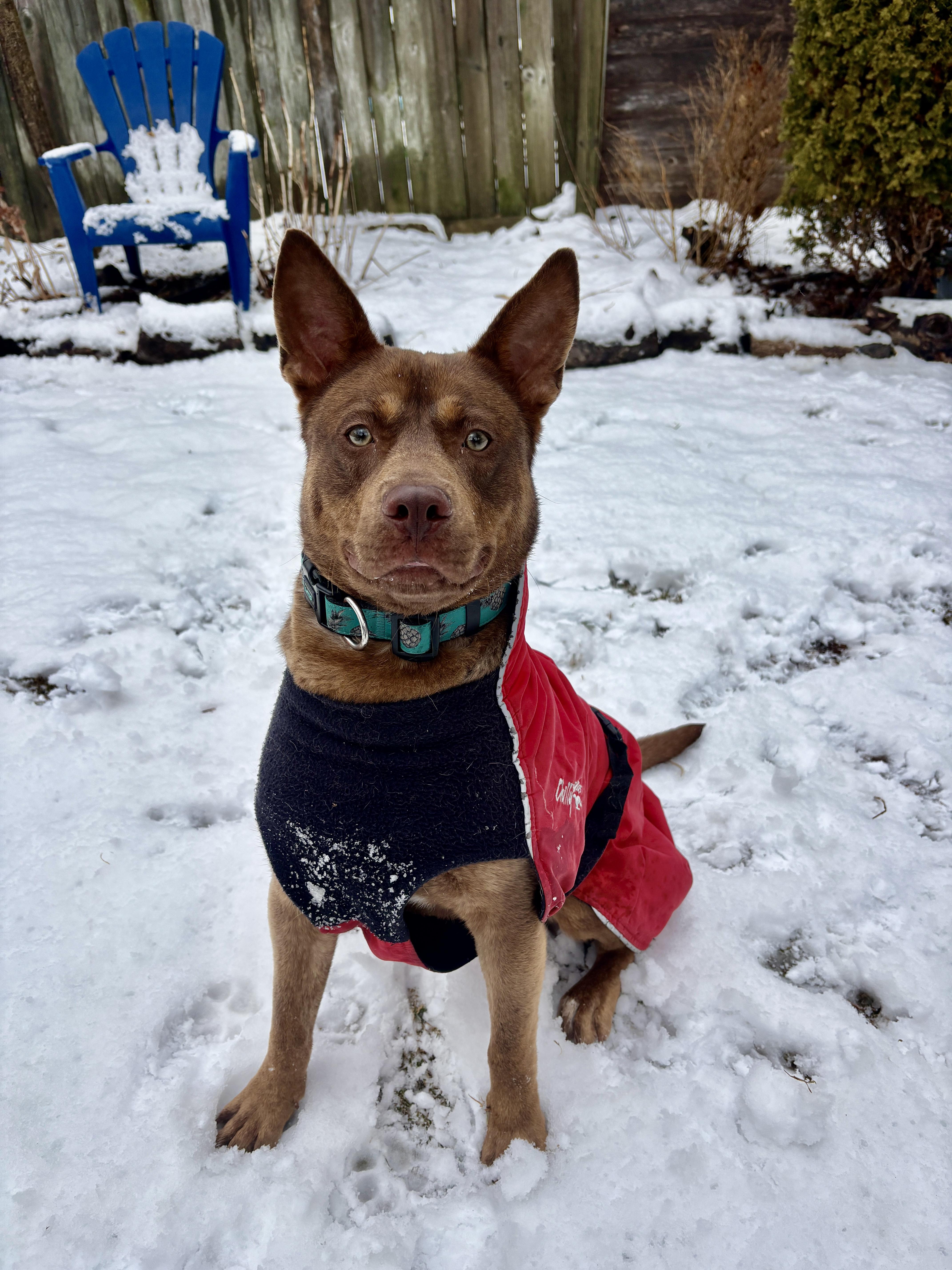 Enlarge Dylan (40 lbs), a ADOPTABLE mixed breed in Mississauga, ON image 4/6