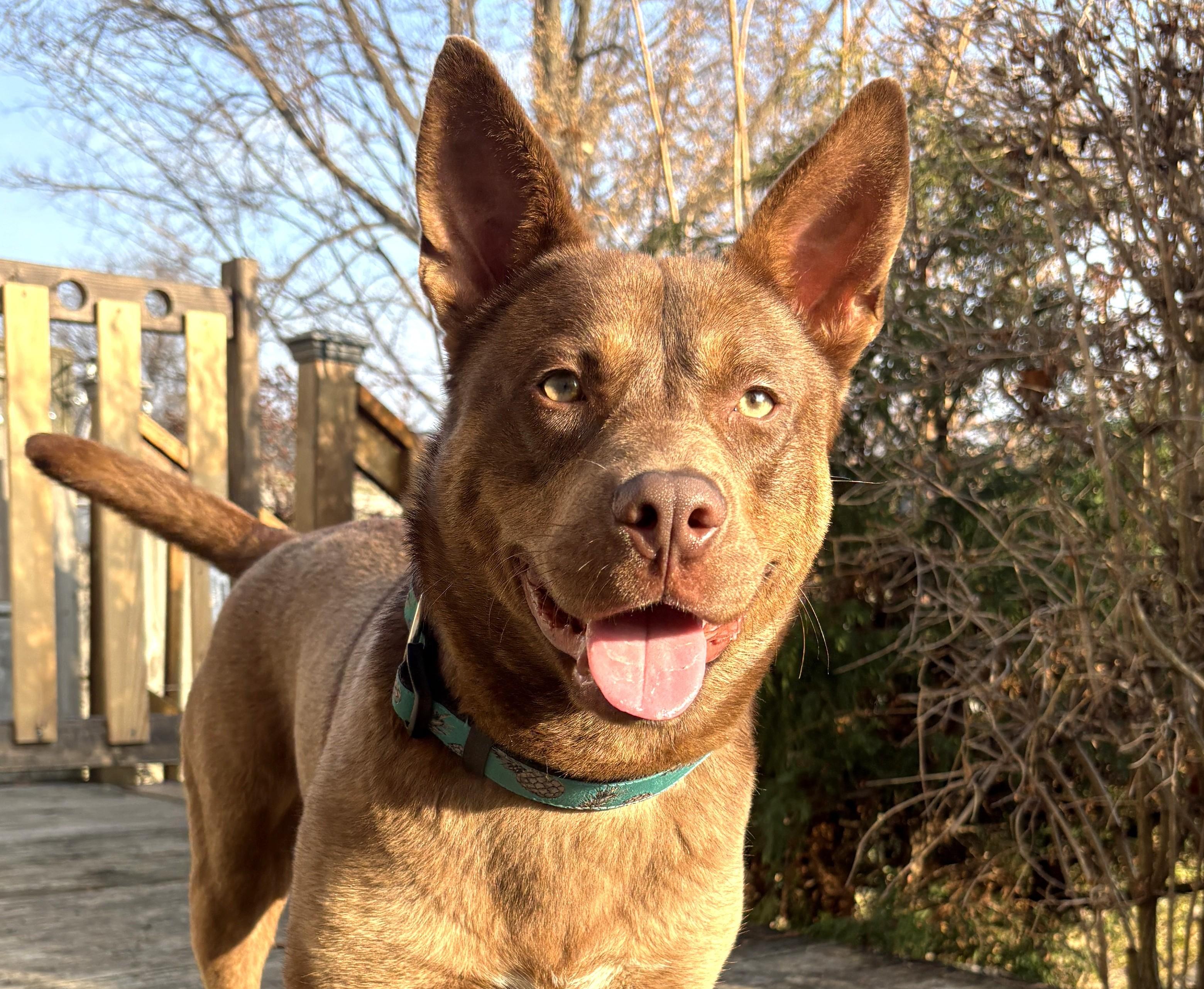 Enlarge Dylan (40 lbs), a ADOPTABLE mixed breed in Mississauga, ON image 1/6