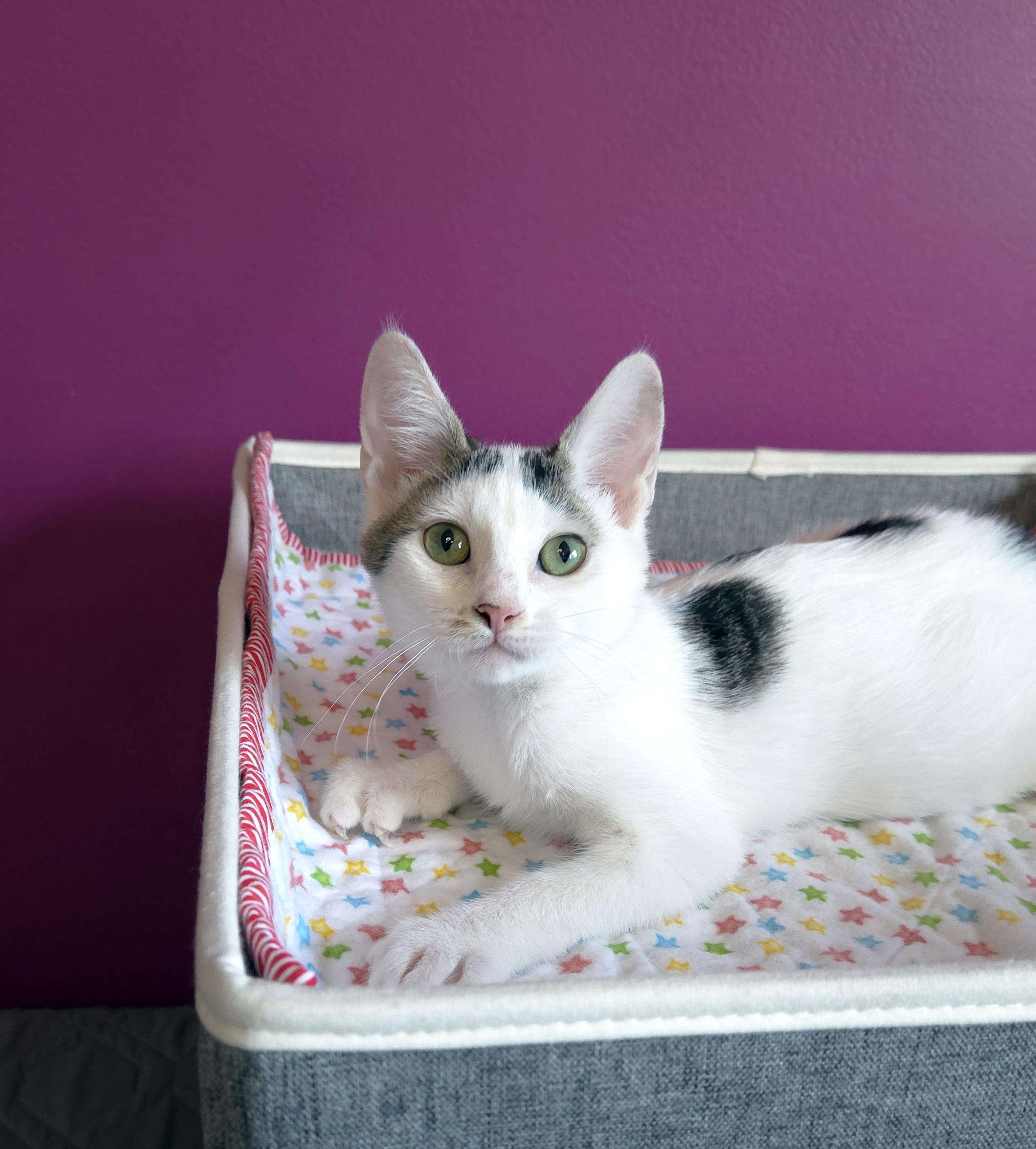 Enlarge Nugget, a ADOPTABLE Domestic Short Hair in Centerville, UT image 3/5