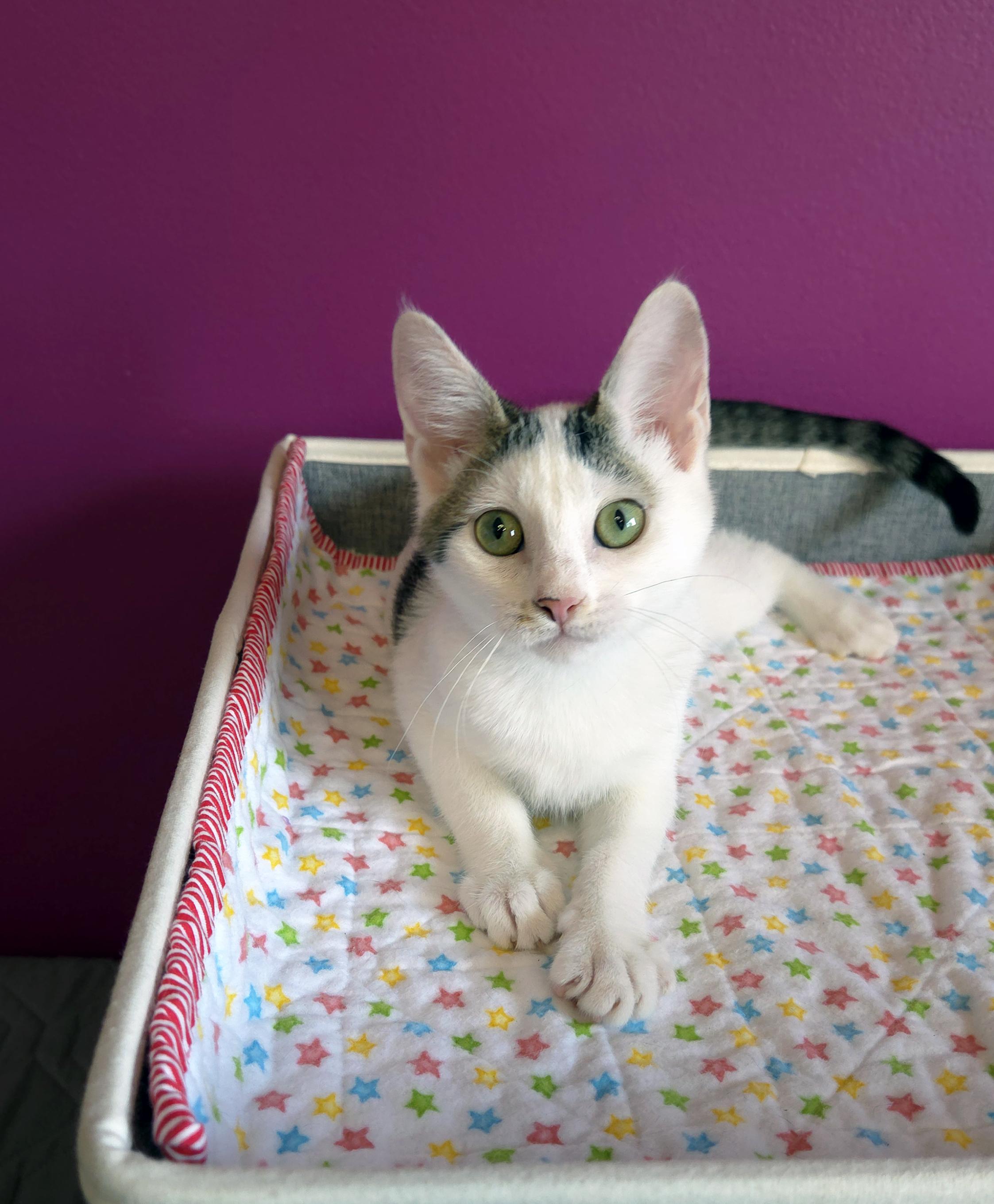 Enlarge Nugget, a ADOPTABLE Domestic Short Hair in Centerville, UT image 5/5