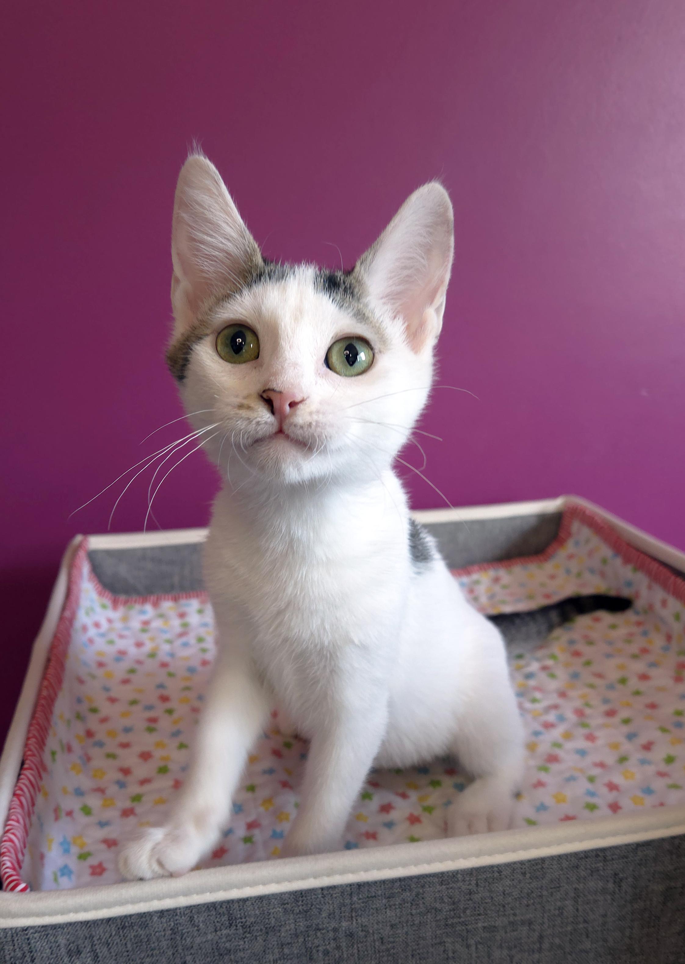 Enlarge Nugget, a ADOPTABLE Domestic Short Hair in Centerville, UT image 4/5