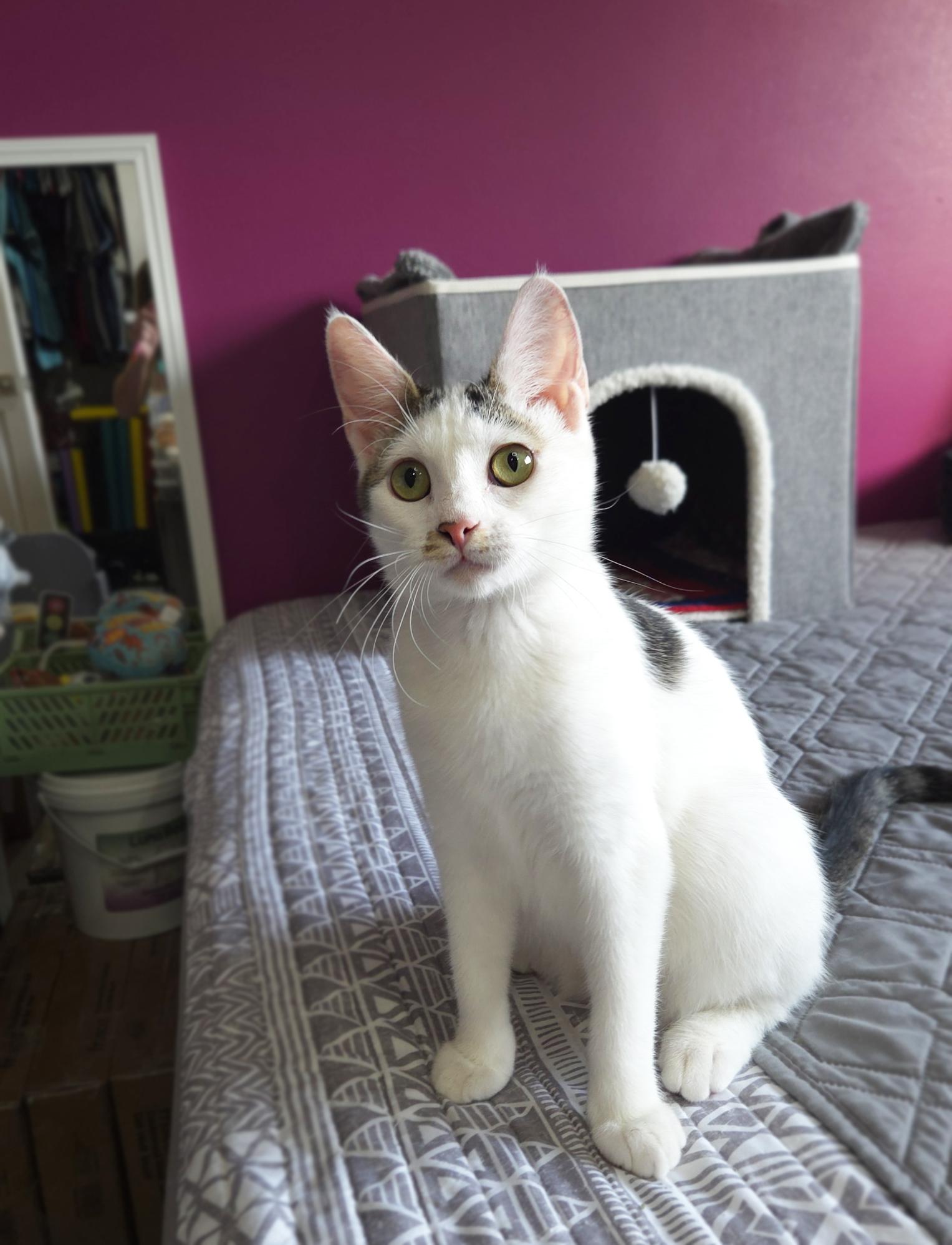 Enlarge Nugget, a Adoptable Domestic Short Hair in Centerville, UT image 3/4