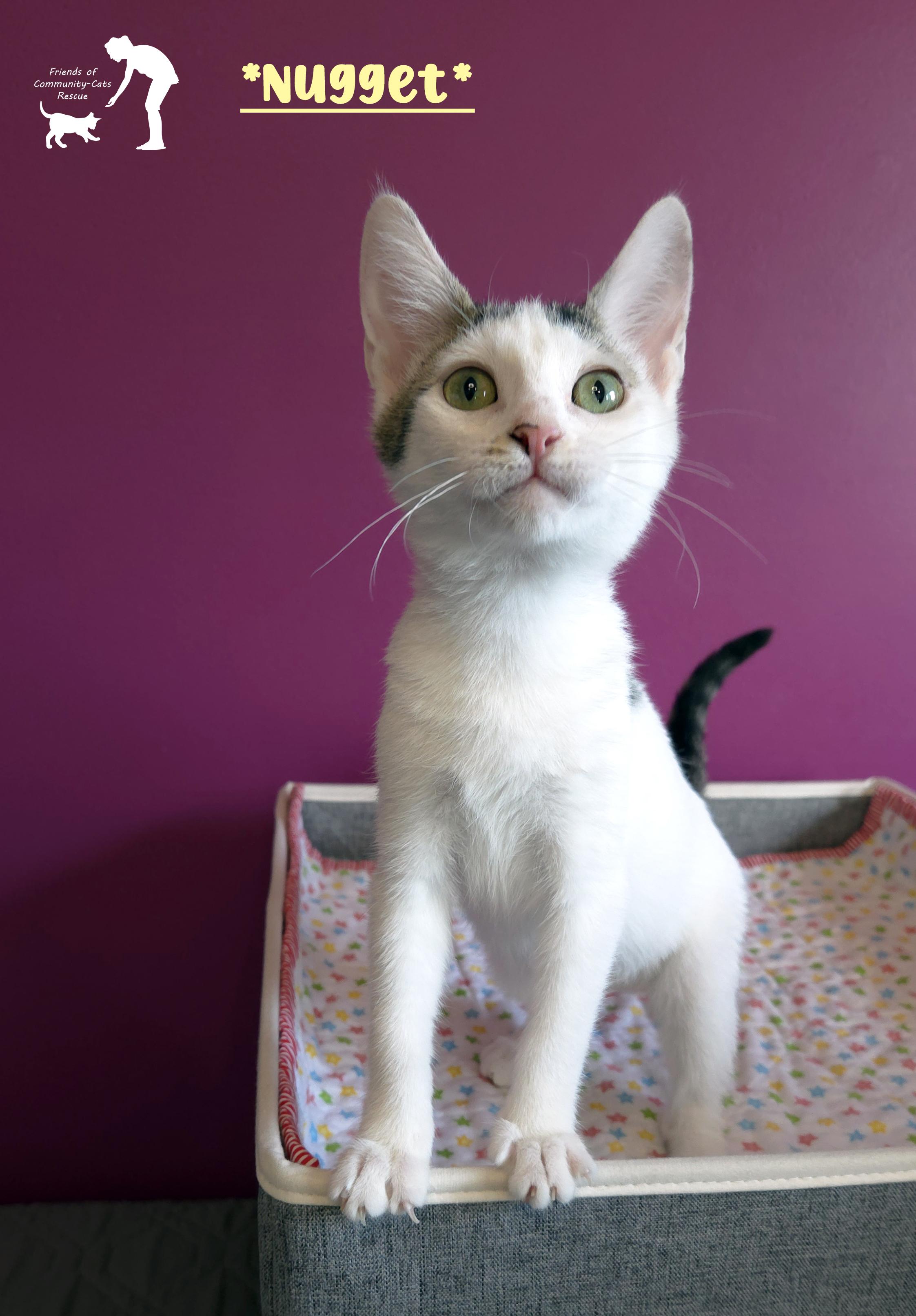 Enlarge Nugget, a ADOPTABLE Domestic Short Hair in Centerville, UT image 1/5