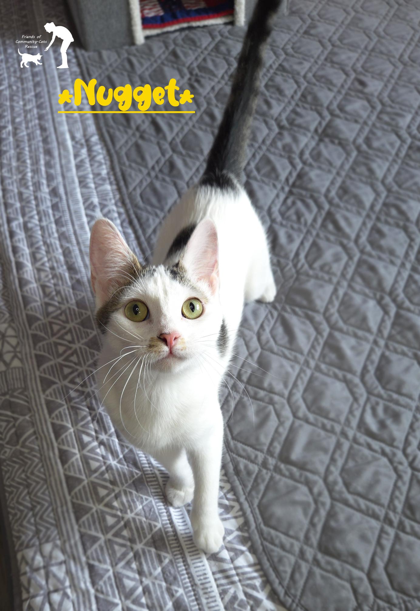 Nugget, Adoptable, Kitten Female Domestic Short Hair.