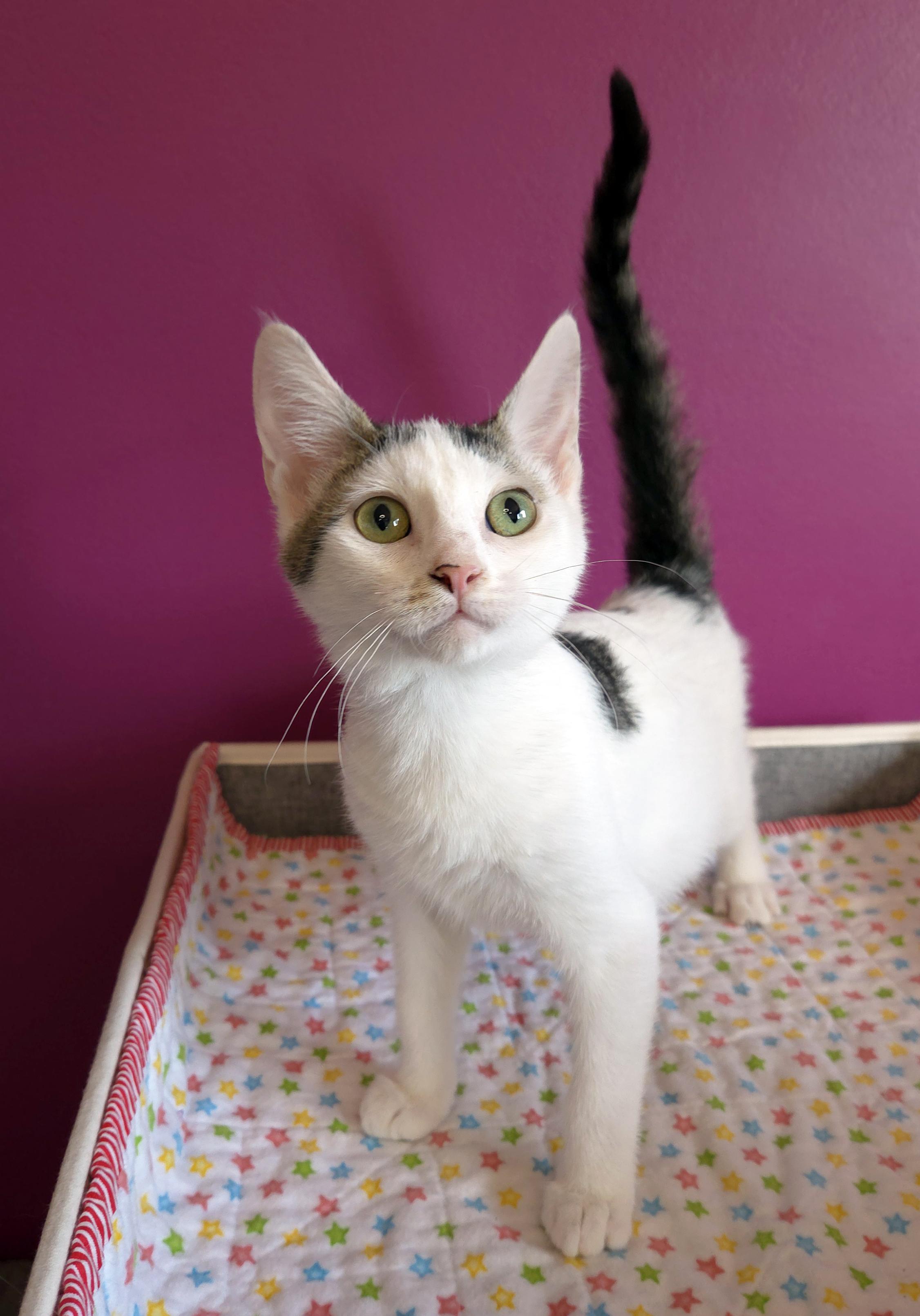 Enlarge Nugget, a ADOPTABLE Domestic Short Hair in Centerville, UT image 2/5