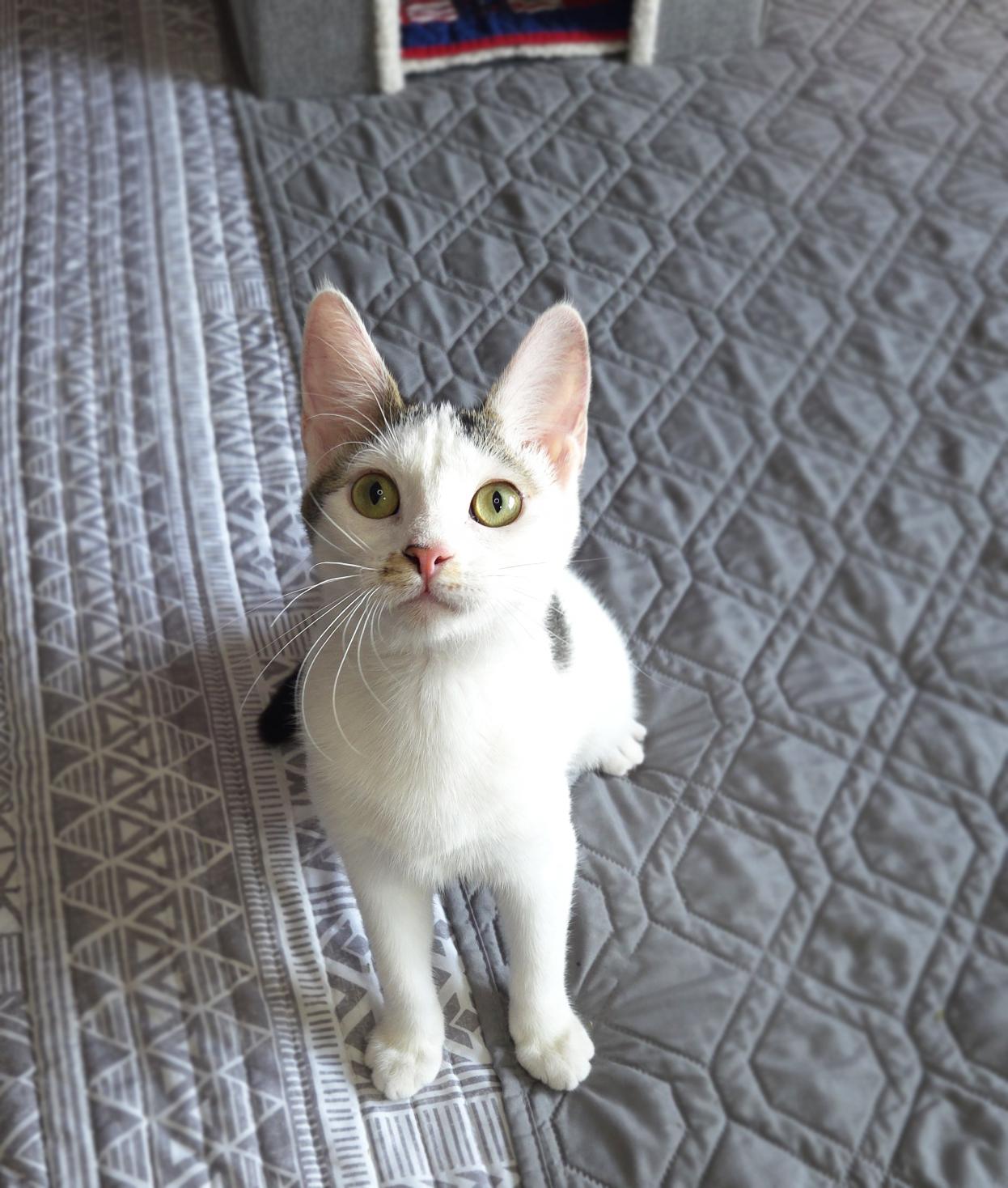 Enlarge Nugget, a Adoptable Domestic Short Hair in Centerville, UT image 2/4