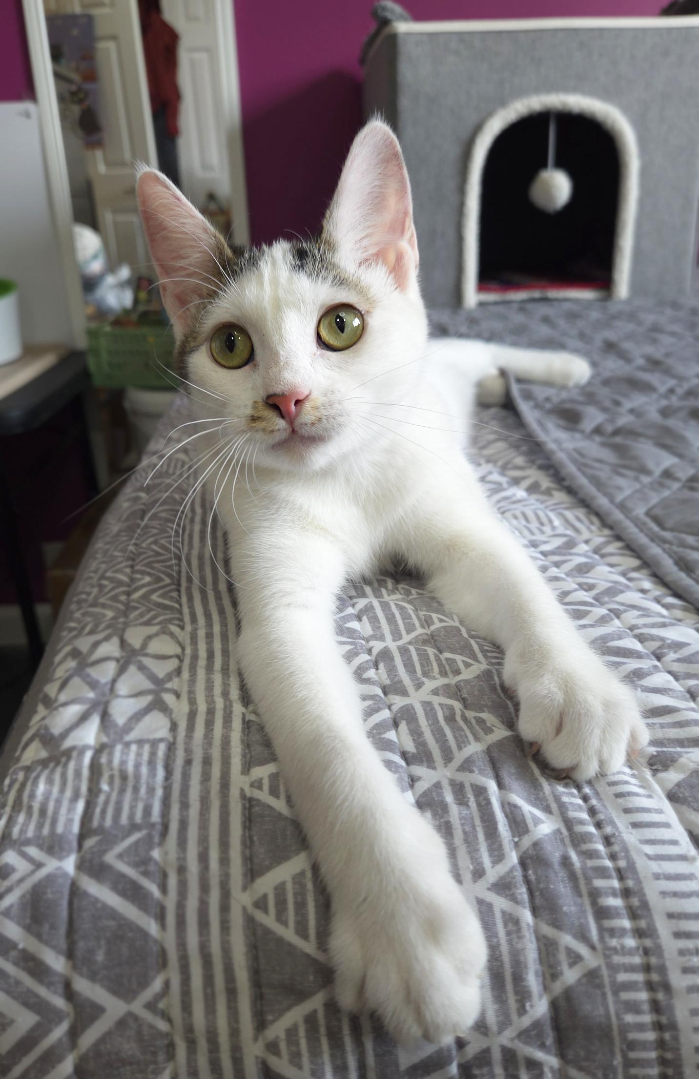 Enlarge Nugget, a Adoptable Domestic Short Hair in Centerville, UT image 4/4