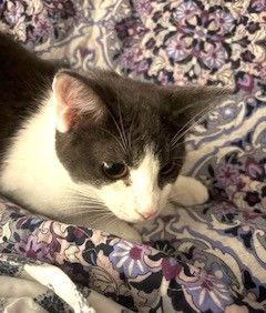 Gypsy C Seago, Adoptable, Kitten Male Domestic Short Hair.