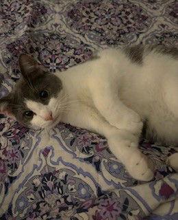 Gypsy C Seago, a Adoptable Domestic Short Hair in Saunderstown, RI image 2/3