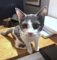 Gypsy C Seago, a Adoptable Domestic Short Hair in Saunderstown, RI image 3/3