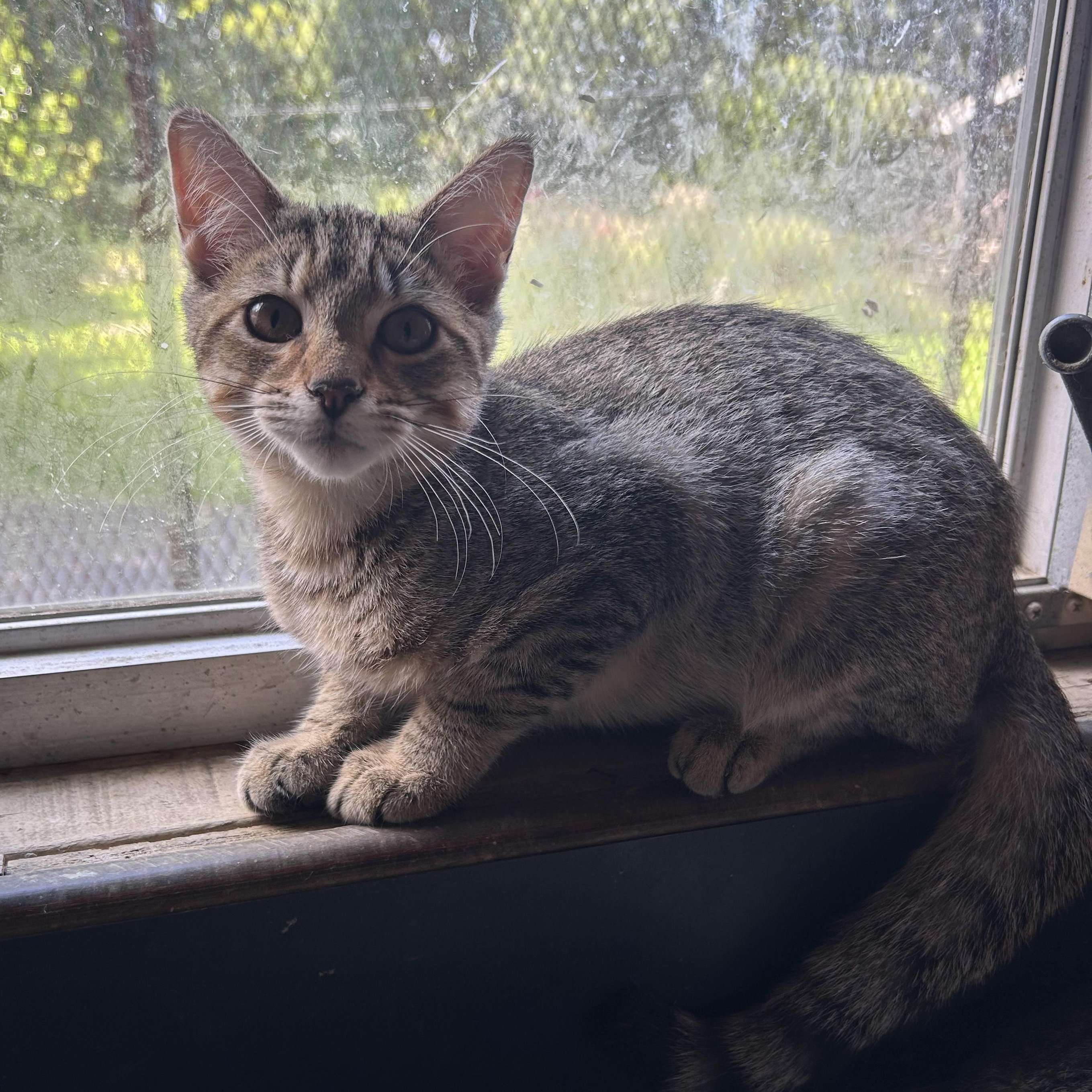 Enlarge Peanut, a Adoptable mixed breed in Stewartsville,, NJ image 1/2