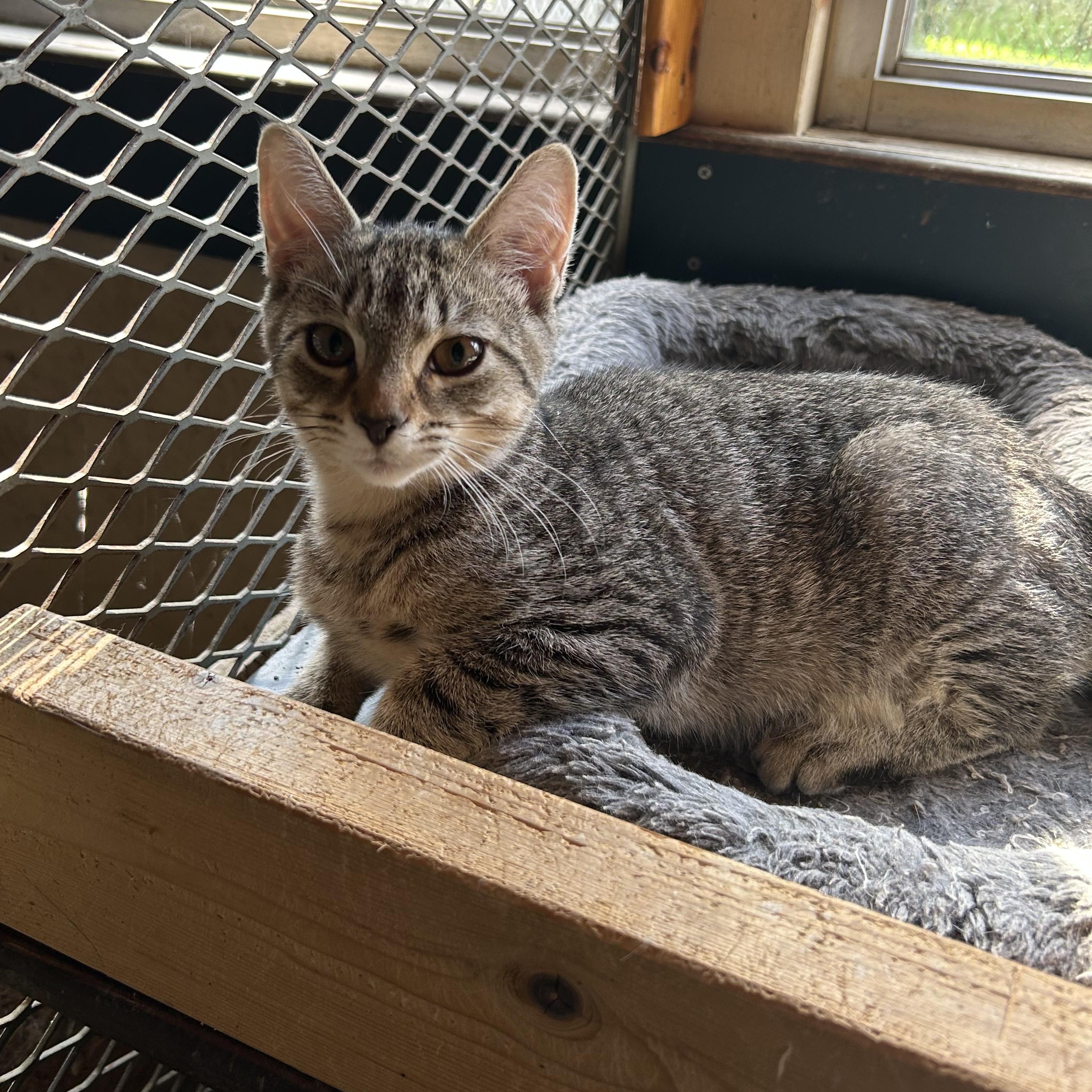 Enlarge Peanut, a Adoptable mixed breed in Stewartsville,, NJ image 2/2