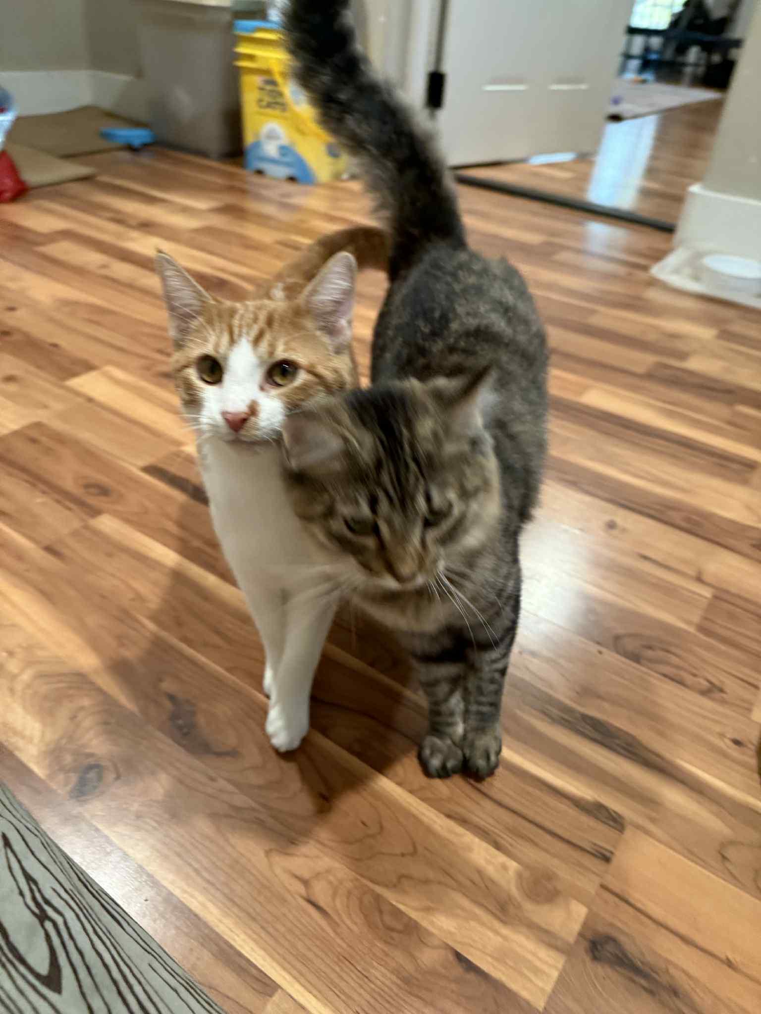 Miko and Pumkin (bonded pair), a Adoptable Domestic Long Hair in Crossville, TN image 2/5