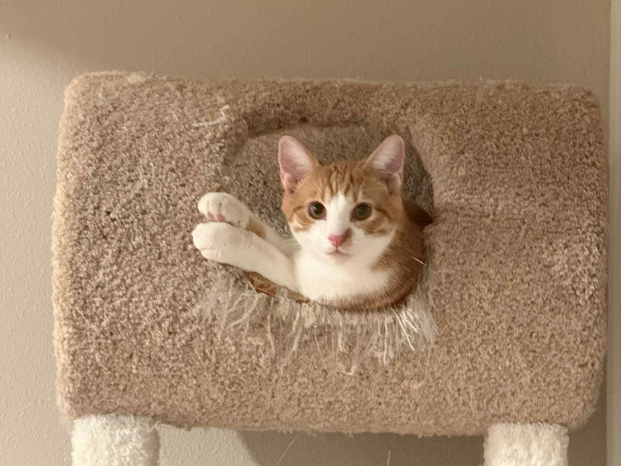 Miko and Pumkin (bonded pair), a Adoptable Domestic Long Hair in Crossville, TN image 3/5