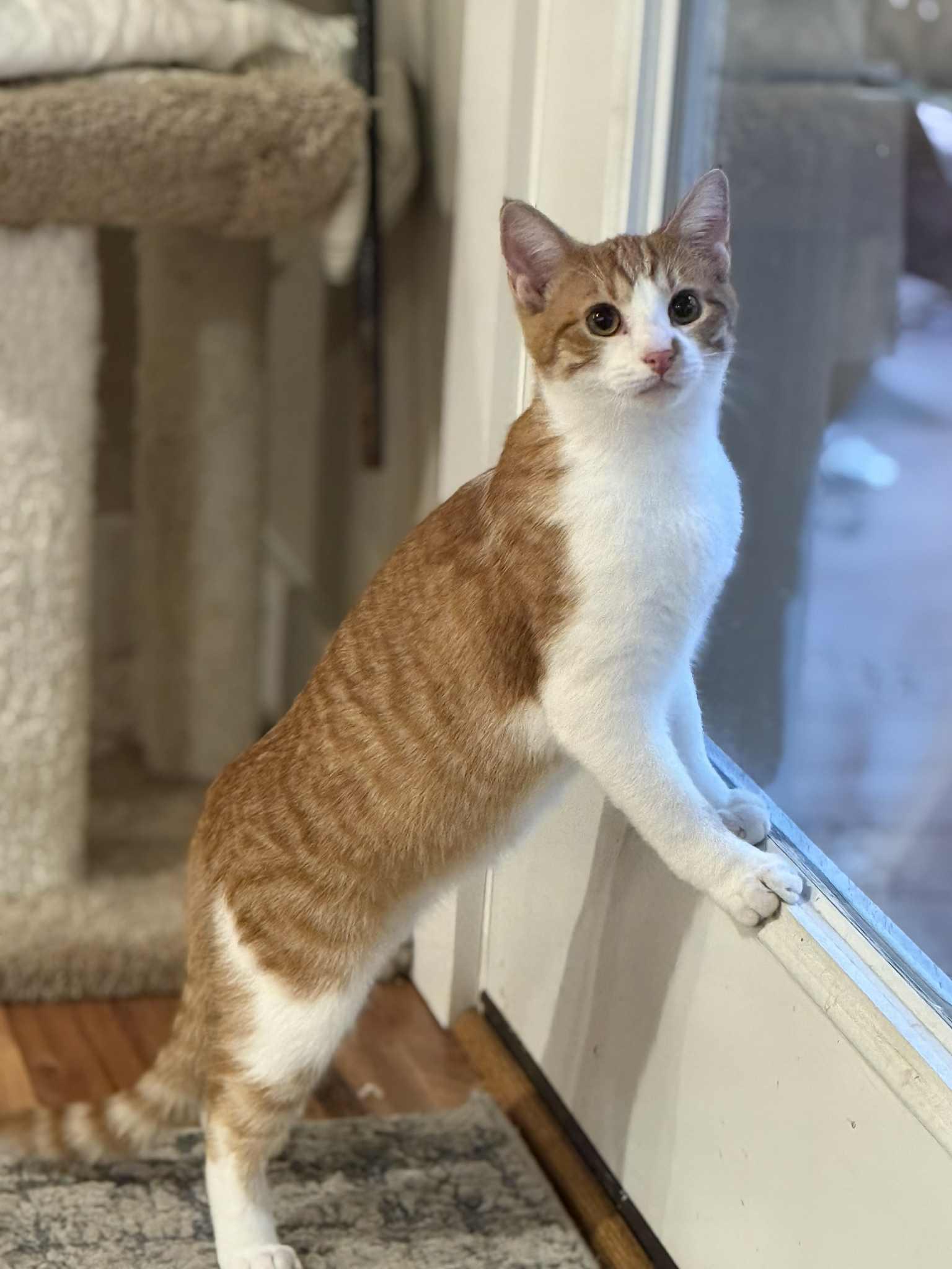 Miko and Pumkin (bonded pair), a Adoptable Domestic Long Hair in Crossville, TN image 4/5
