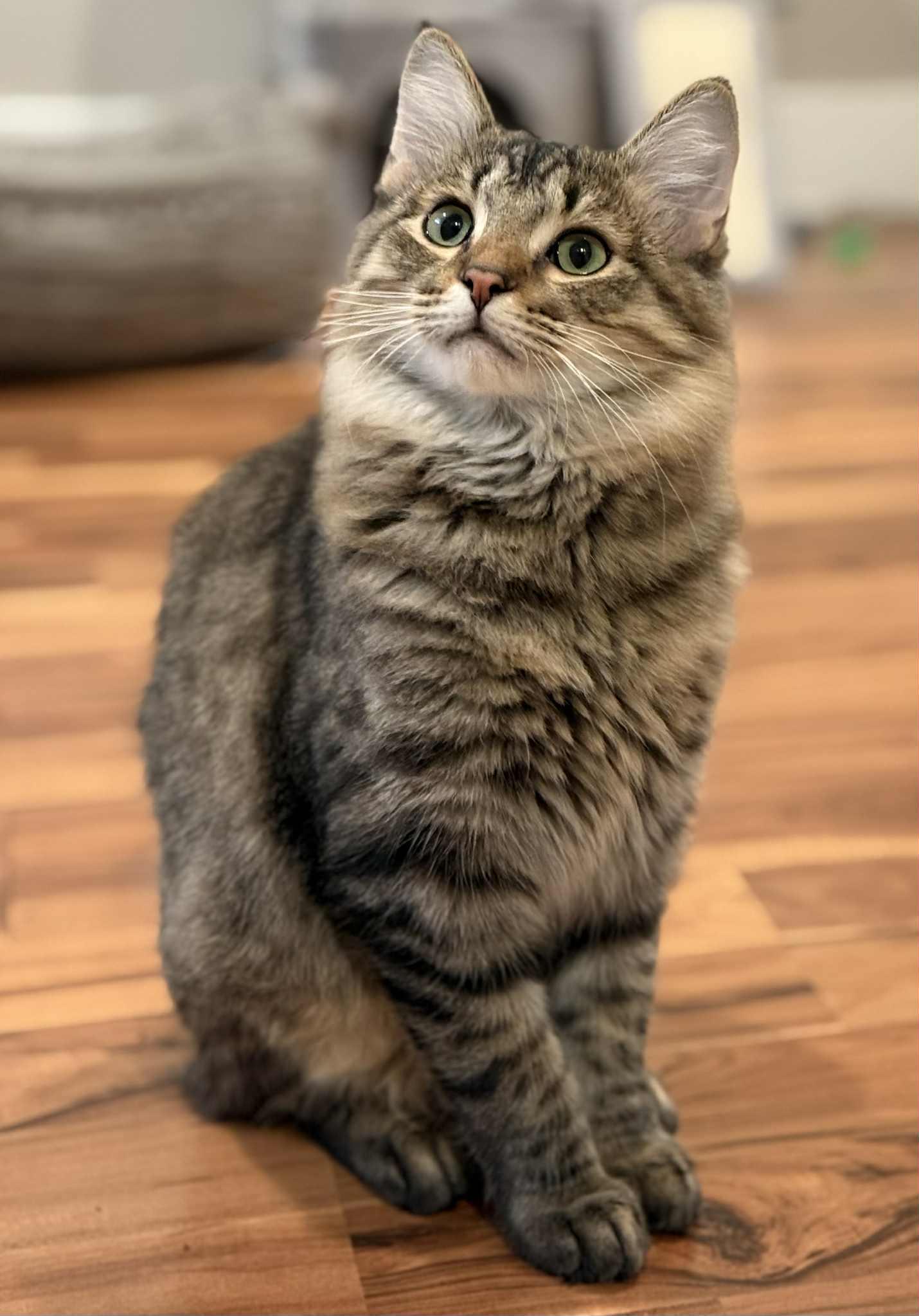 Miko and Pumkin (bonded pair), a Adoptable Domestic Long Hair in Crossville, TN image 5/5
