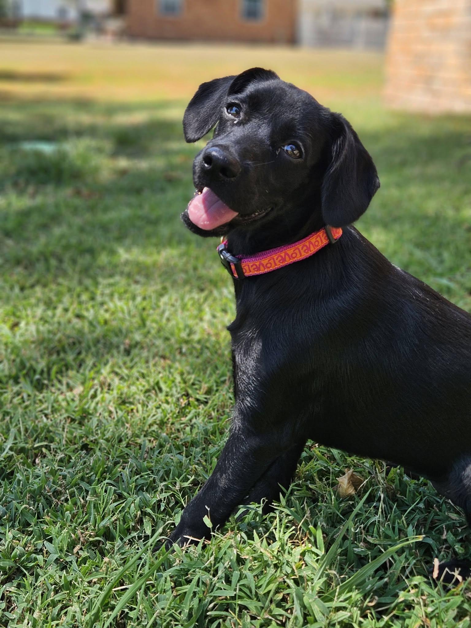 Enlarge Melanie, an adopted mixed breed in Broken Arrow, OK image 3/5