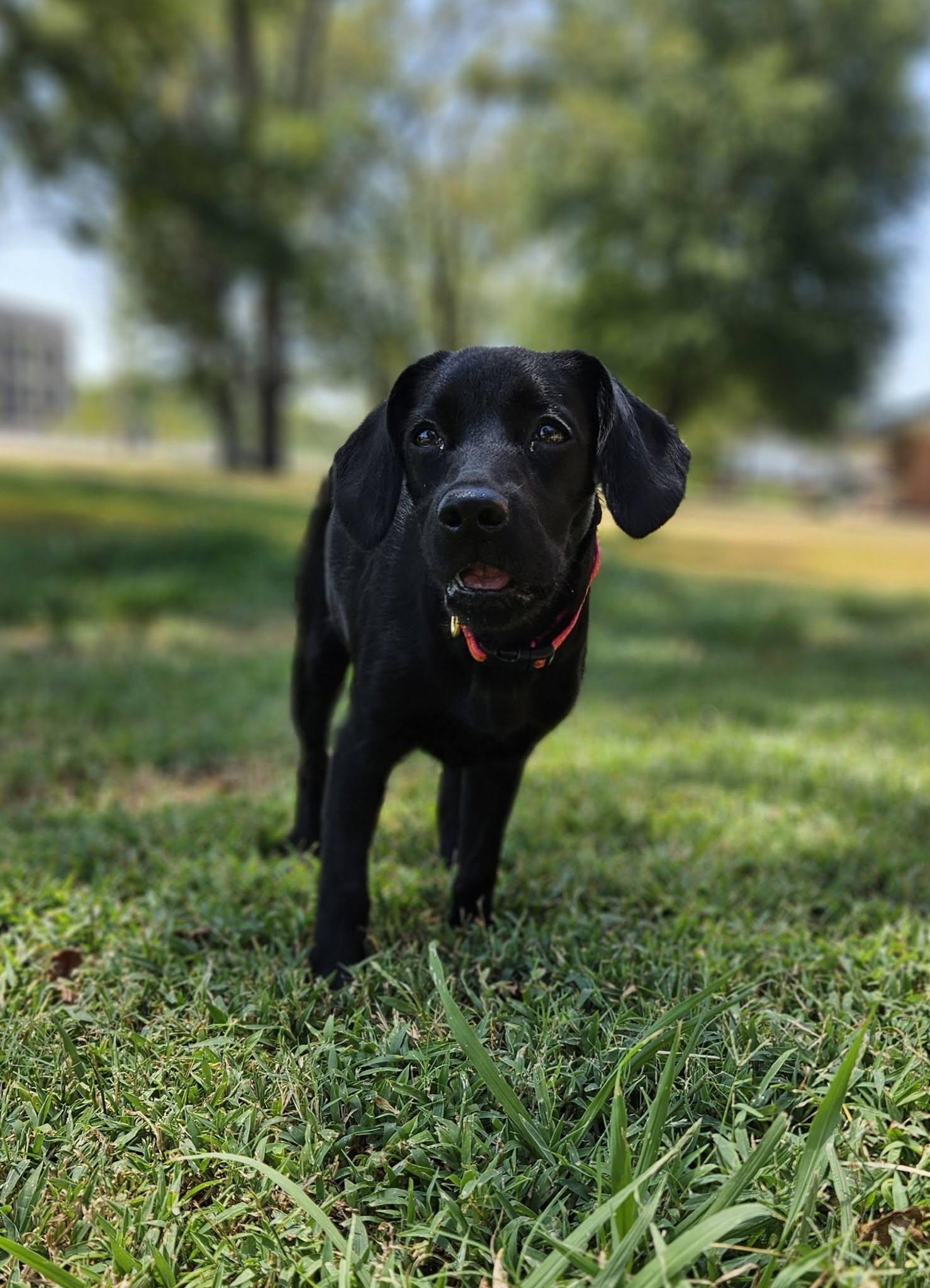 Enlarge Melanie, an adopted mixed breed in Broken Arrow, OK image 5/5