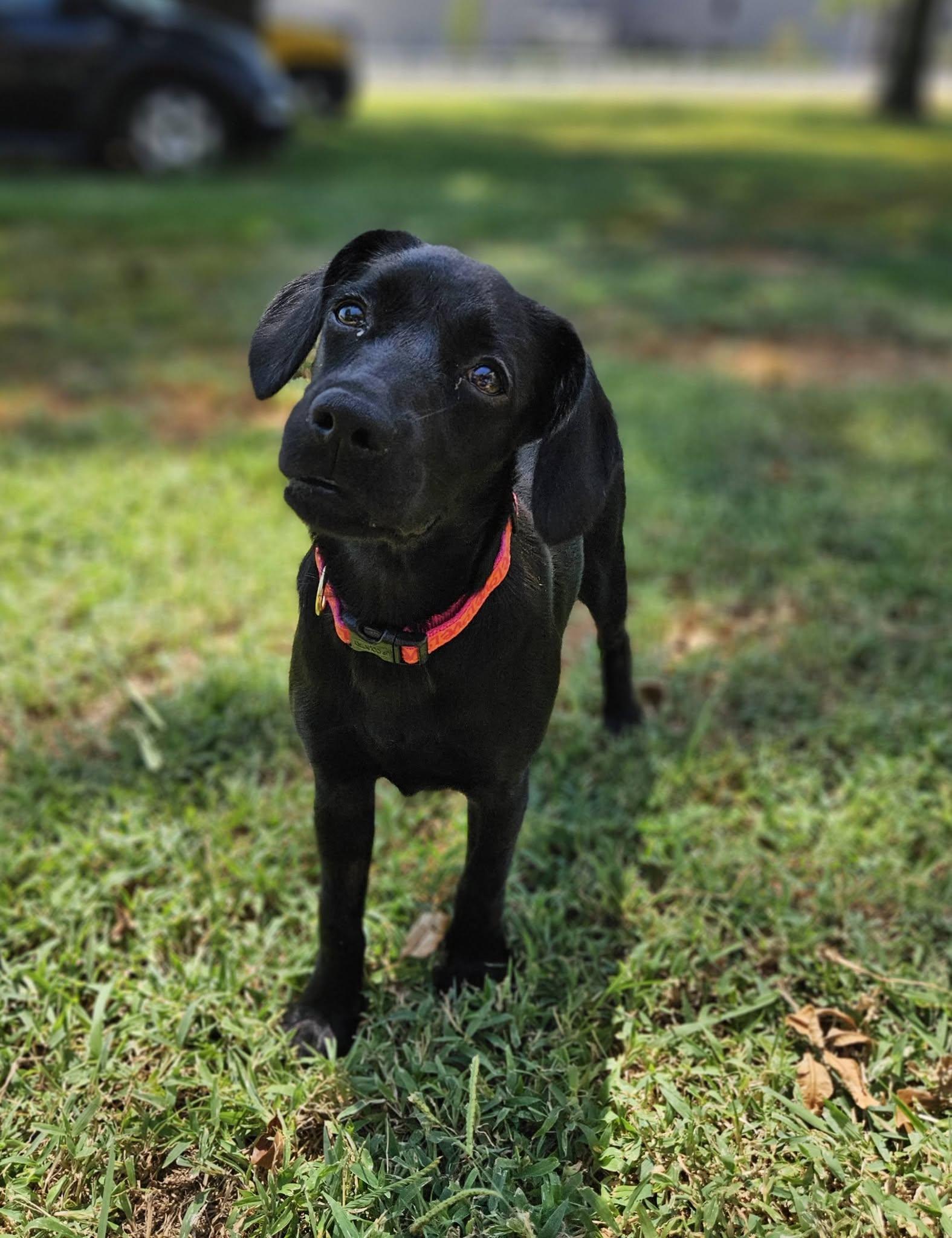 Enlarge Melanie, an adopted mixed breed in Broken Arrow, OK image 4/5