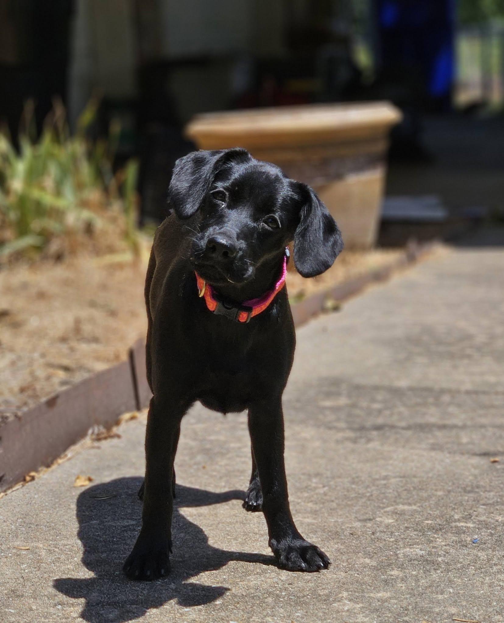 Enlarge Melanie, an adopted mixed breed in Broken Arrow, OK image 2/5