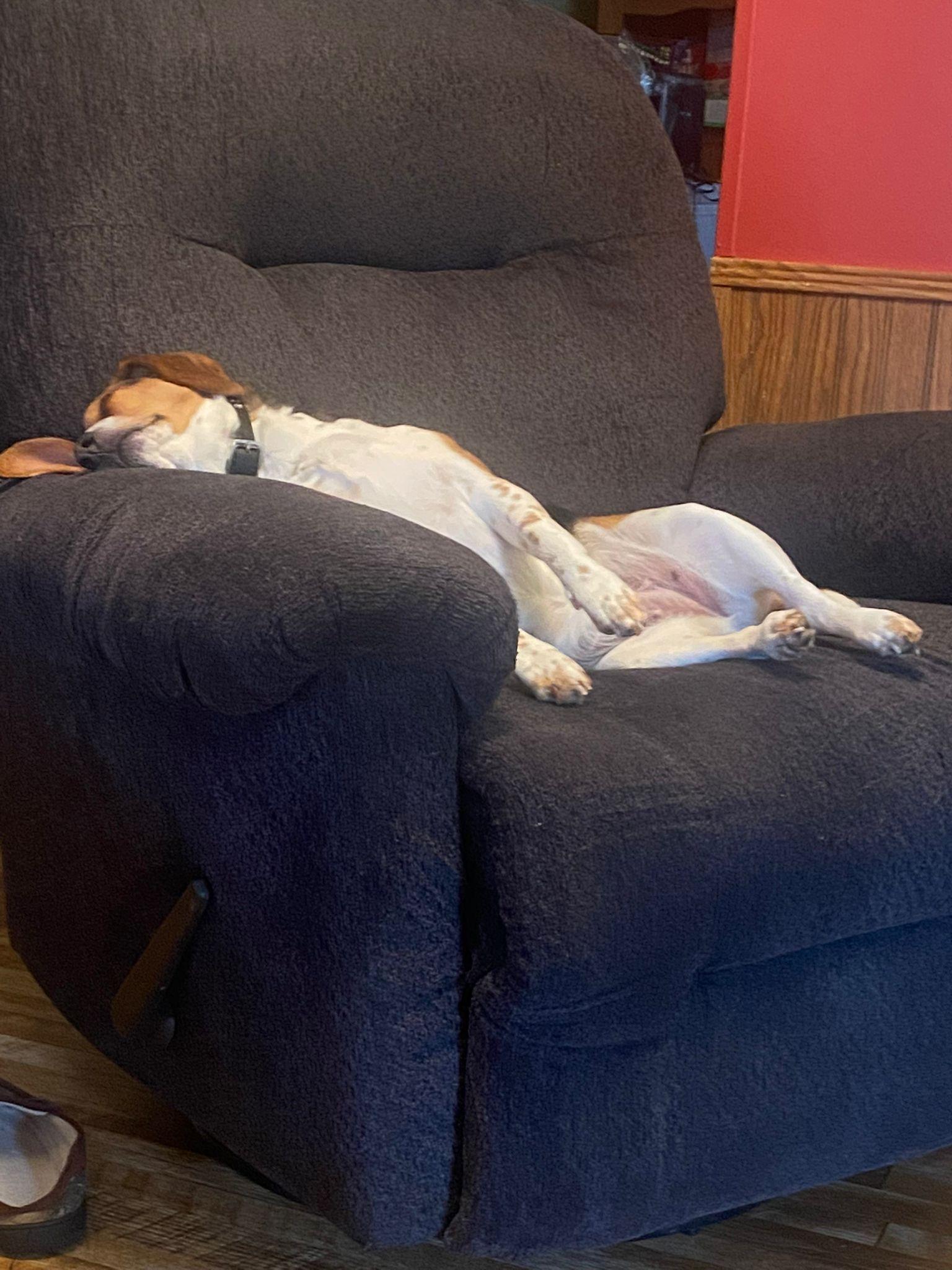 Enlarge Piper, a Adopted Beagle in Mouth Of Wilson, VA image 1/2