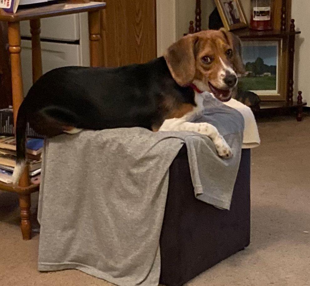 Enlarge Piper, a Adopted Beagle in Mouth Of Wilson, VA image 2/2