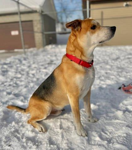 Waylon, a Adoptable mixed breed in Parma, OH image 1/3
