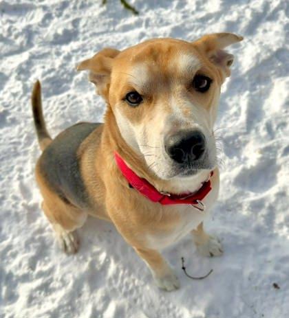 Waylon, a Adoptable mixed breed in Parma, OH image 2/3